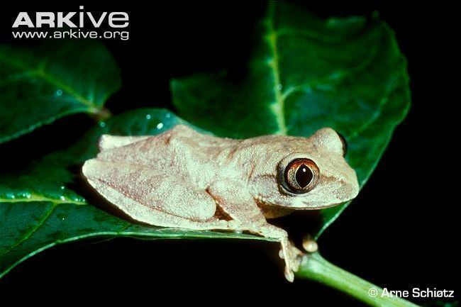 Leptopelis Tree frog videos photos and facts Leptopelis fiziensis ARKive