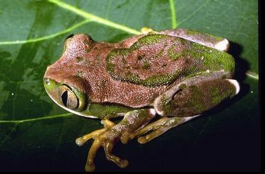 Leptopelis flavomaculatus CalPhotos Leptopelis flavomaculatus Yellowspotted Tree Frog