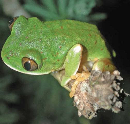 Leptopelis flavomaculatus Amphibians African Amphibians