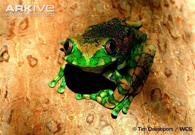 Leptopelis vermiculatus Bigeyed tree frog videos photos and facts Leptopelis