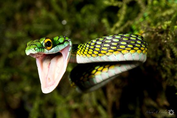 Leptophis Mark A Fernley Scales of The Amazon Black Skinned Parrot Snake