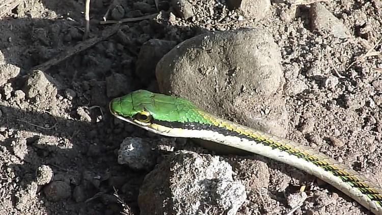 Leptophis mexicanus Leptophis mexicanus Mexican Parrot Snake Lora mexicana YouTube