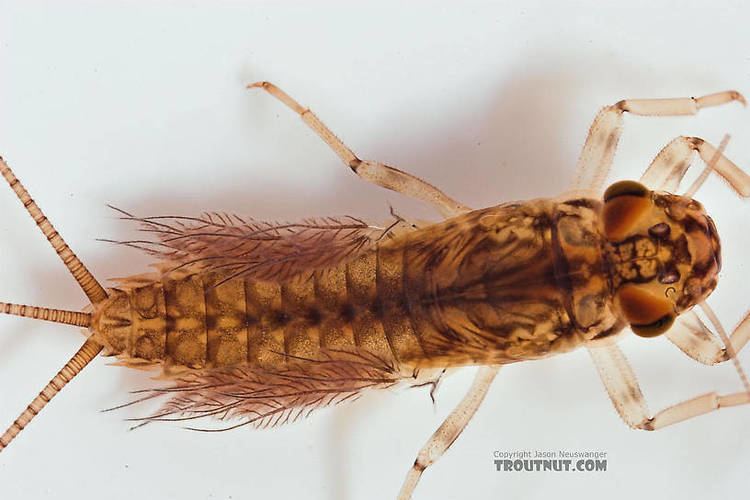 Leptophlebia Leptophlebia cupida Black Quill Mayfly Nymph Pictures