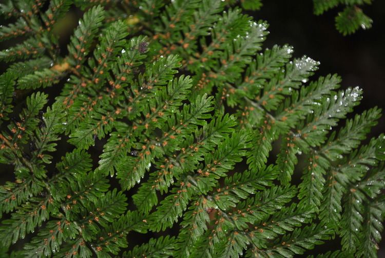 Leptopteris Leptopteris alpina Ferns and Lycophytes of the World
