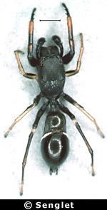 Leptorchestes Leptorchestes mutilloides at Arachnida Araneae Salticidae