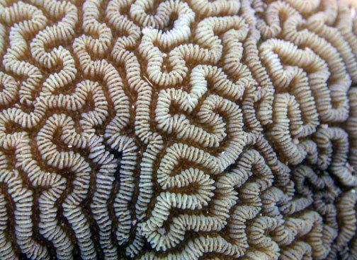 Leptoria Leptoria phrygia Corals of National Park of American Samoa