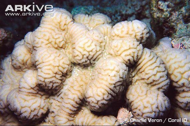 Leptoria Leptoria coral videos photos and facts Leptoria irregularis ARKive