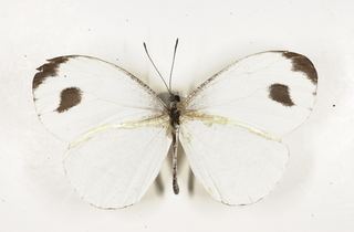 Leptosia nina Leptosia nina Blackspotted White Discover Life