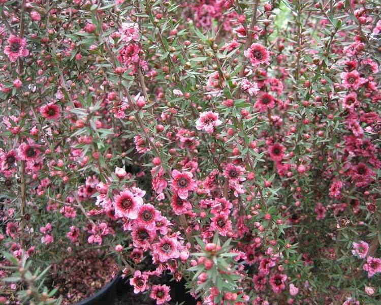 Leptospermum GardensOnline Leptospermum scoparium