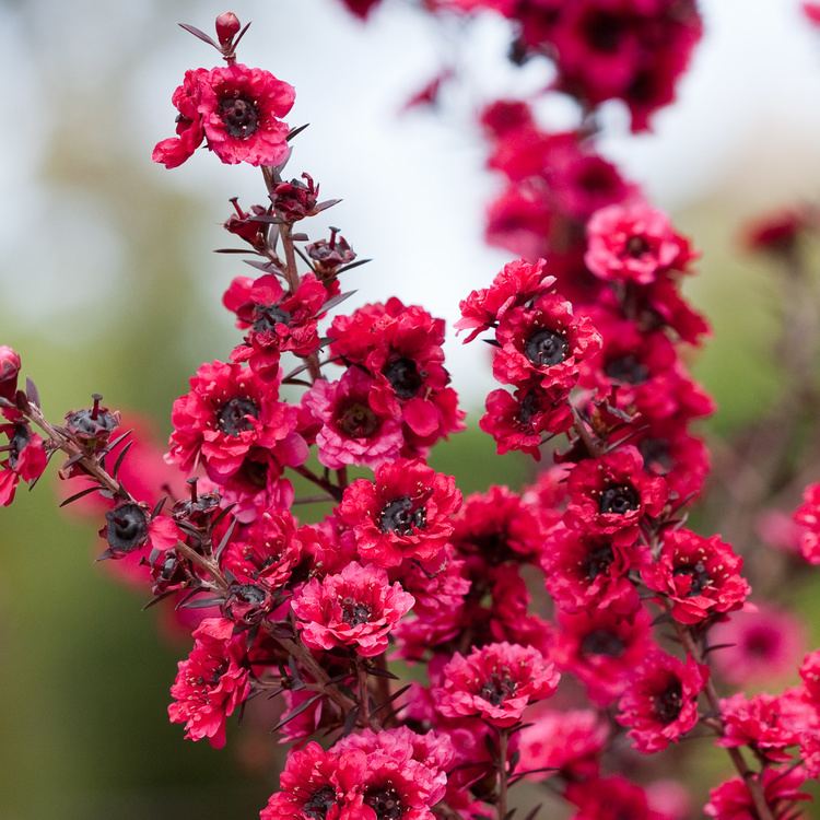 Leptospermum Leptospermum scoparium Winter Cheer Tea Tree Dobbies Garden Centres