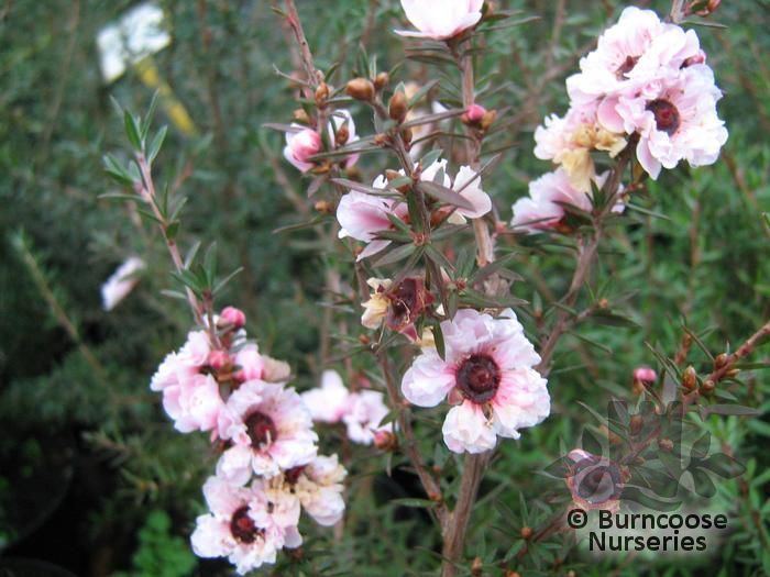 Leptospermum Leptospermum from Burncoose Nurseries