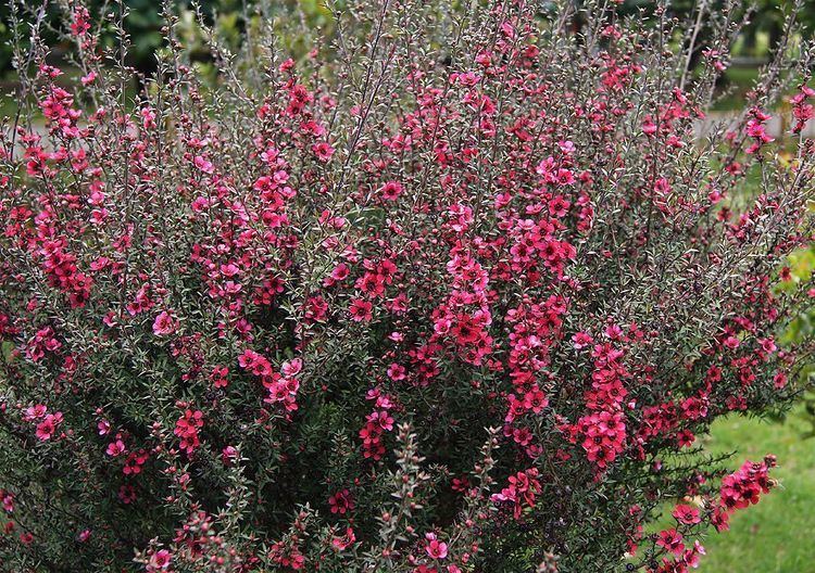 Leptospermum 1000 images about Hedge screens on Pinterest Manzanita Privacy