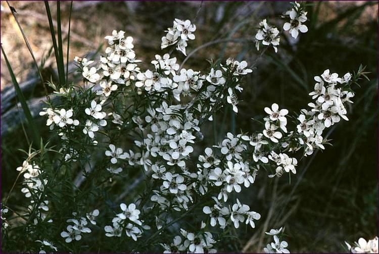 Leptospermum continentale Morwell National Park Species Leptospermum continentale