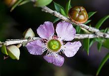 Leptospermum httpsuploadwikimediaorgwikipediacommonsthu