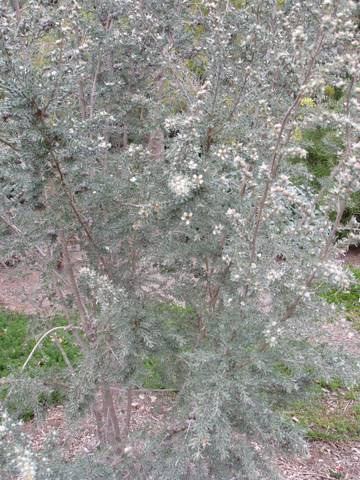 Leptospermum lanigerum Leptospermum lanigerum Australian Native Plants Plants 800701