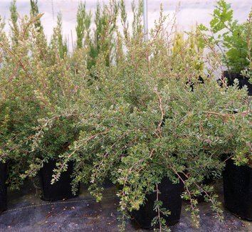 Leptospermum lanigerum Leptospermum lanigerum Woolly Tea Tree plant lust