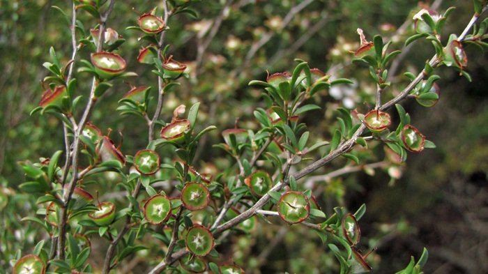 Leptospermum myrsinoides Heath or Silky Teatree