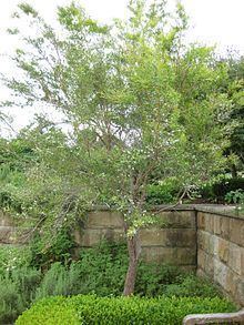 Leptospermum petersonii httpsuploadwikimediaorgwikipediacommonsthu