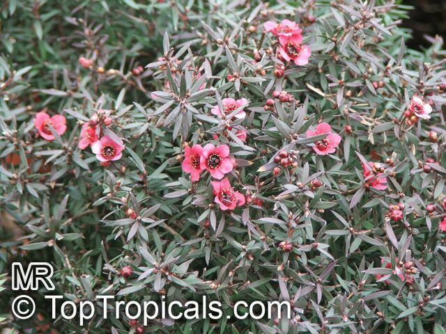 Leptospermum scoparium Leptospermum scoparium Manuka New Zealand Tea Tree TopTropicalscom