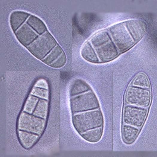 Leptosphaerulina wwwpflanzenkrankheitenchimagesFutterleguminose