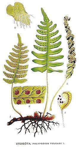 Leptosporangiate fern httpsuploadwikimediaorgwikipediacommonsthu