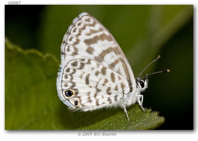 Leptotes cassius Leptotes cassius cassidula live adults page 1