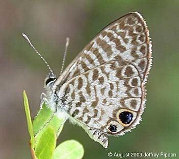 Leptotes cassius cassiusblue1v030811keylargozjpg