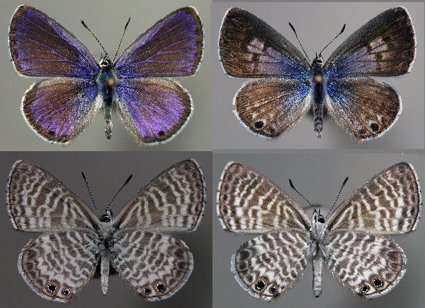 Leptotes marina Leptotes marina Raising ButterfliesHow to find and care for