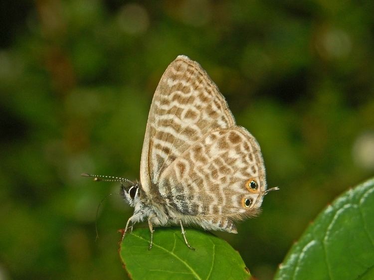 Leptotes pirithous Leptotes pirithous Lang39s shorttailed blue butterfly Papilio