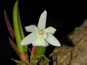 Leptotes (plant) Leptotes orchids Species Care Plants for sale