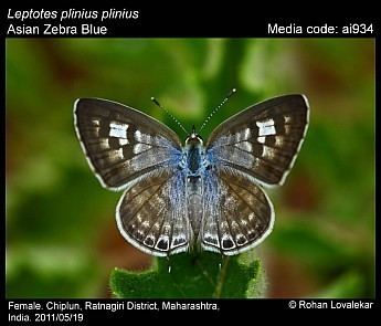 Leptotes plinius Leptotes plinius Zebra Blue Butterflies of India
