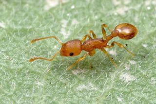 Leptothorax Leptothorax Mayr 1855 Discover Life
