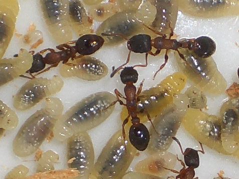 Leptothorax acervorum Ants Kalytta Leptothorax acervorum