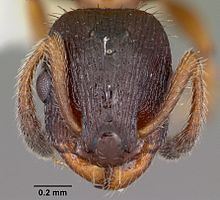 Leptothorax acervorum httpsuploadwikimediaorgwikipediacommonsthu