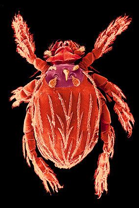 Leptotrombidium Mite text