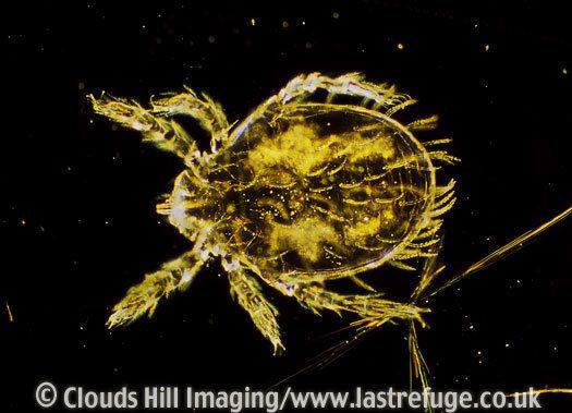 Leptotrombidium Last Refuge Dark Field Light Micrograph LM Scrub Typhus Mite