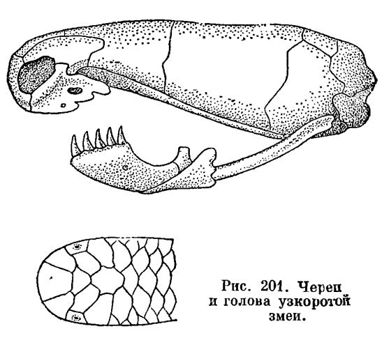 Leptotyphlopidae Leptotyphlopidae