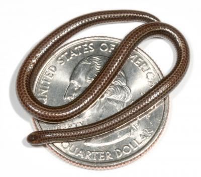 Leptotyphlops Leptotyphlops Carlae Discovered World39s Smallest Snake Can Fit On A