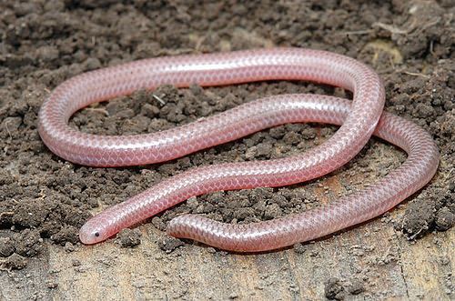 Leptotyphlops dulcis plains blind snake Leptotyphlops dulcis dulcis a photo on Flickriver