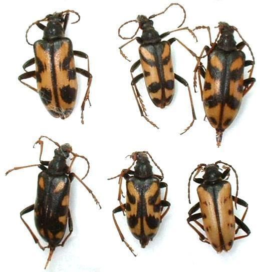 Lepturinae Lepturinae Rhagiini Brachyta variabilisquot Worldwide Cerambycidae