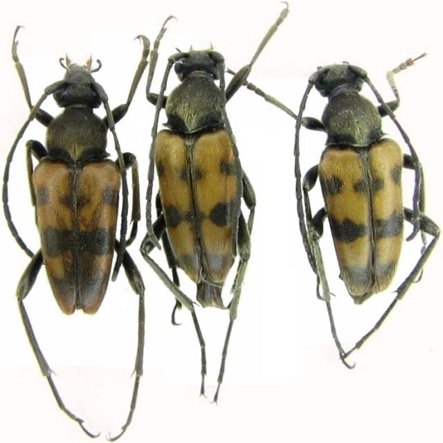 Lepturinae Lepturinae Lepturini Judolia erraticaquot Worldwide Cerambycidae
