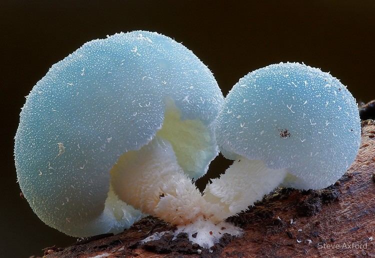 Leratiomyces Blue mushrooms Leratiomyces spquot by Steve Axford Redbubble
