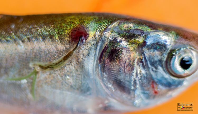 Lernaea A fish infested by Lernaea Anchor worm Balaram Mahalder Flickr