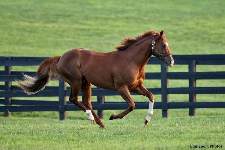 Leroidesanimaux Leroidesanimaux Sire Of Animal Kingdom Dies At 16 Horse Racing