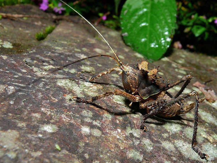Lesina (grasshopper)