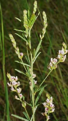 Lespedeza leptostachya Online Virtual Flora of Wisconsin Lespedeza leptostachya