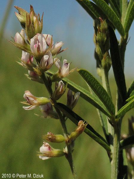 Lespedeza leptostachya Lespedeza leptostachya Prairie Bush Clover Minnesota Wildflowers