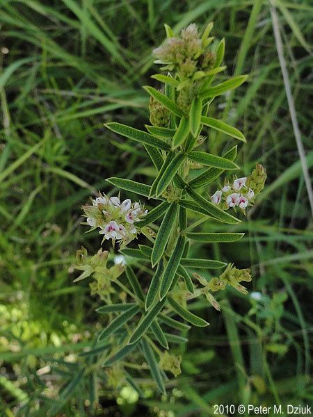 Lespedeza leptostachya Lespedeza leptostachya Prairie Bush Clover Minnesota Wildflowers