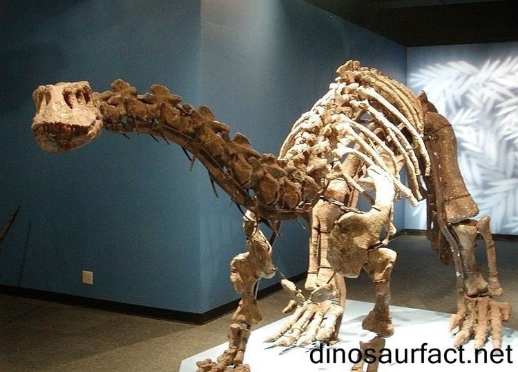 Lessemsaurus Pictures & Facts - The Dinosaur Database