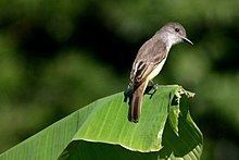 Lesser Antillean flycatcher httpsuploadwikimediaorgwikipediacommonsthu